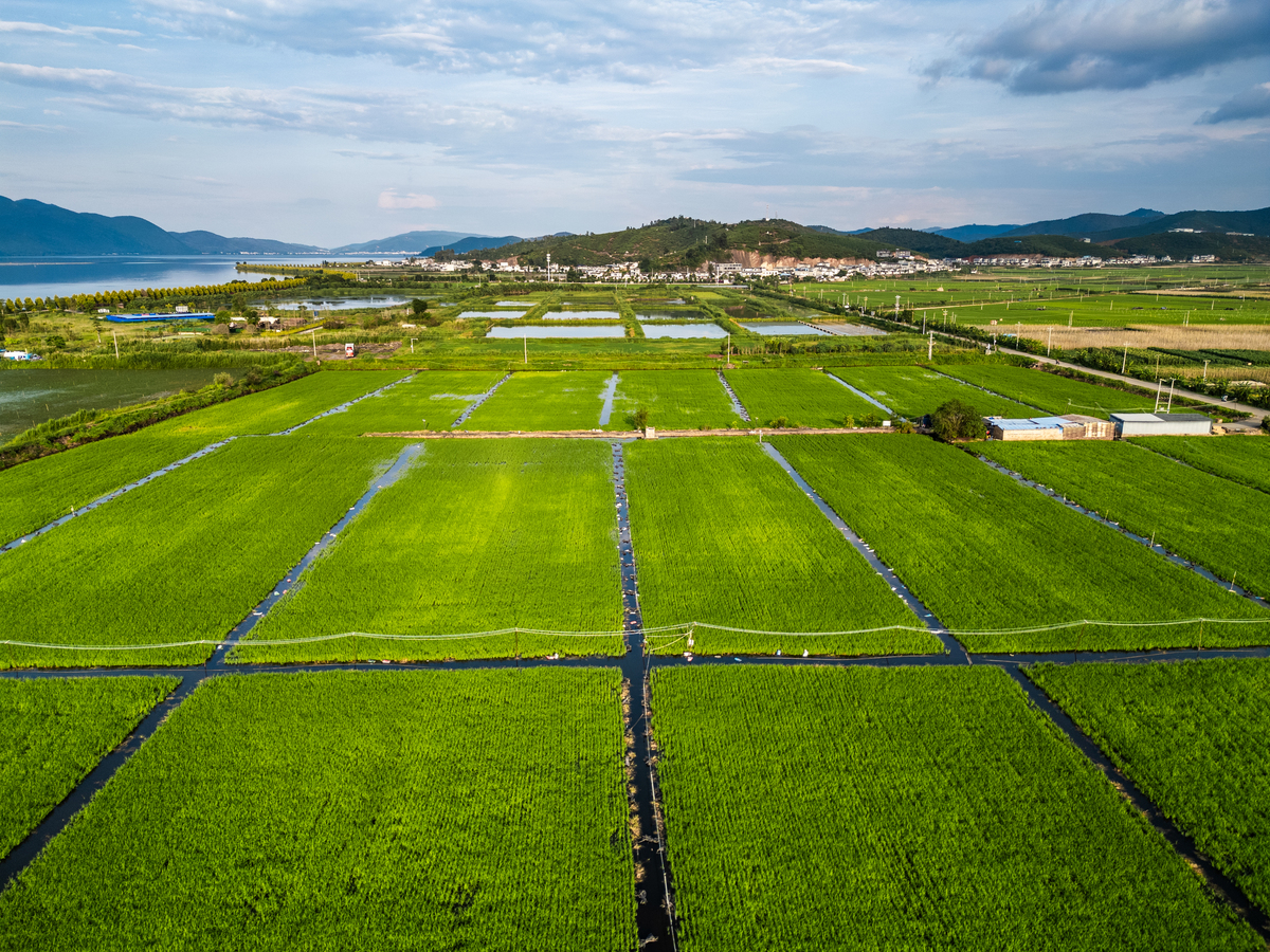 数字经济助力乡村振兴：促进农业增质提效、推动经济发展和乡村治理