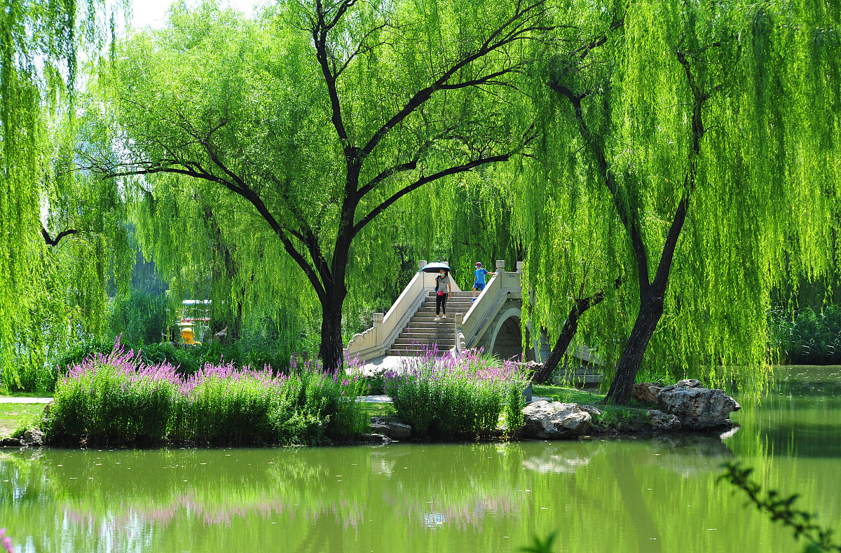 柳树：平凡中的静谧之美