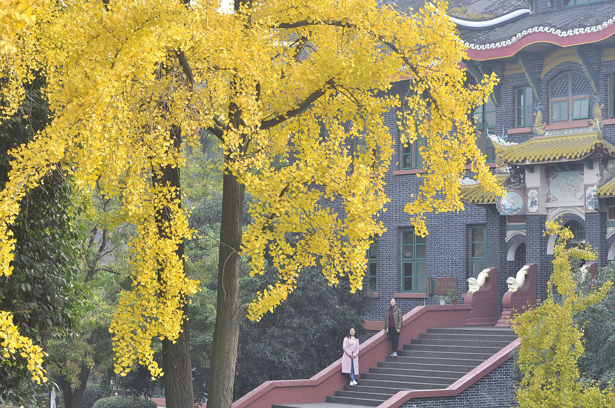 四川大学附属华西卫校天府校区招生老师QQ及电话