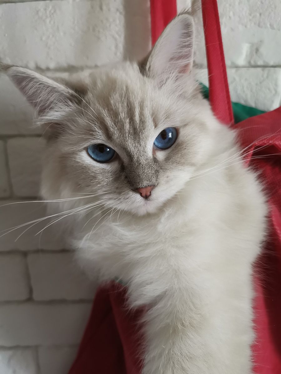 布偶猫对人的亲密度有多高