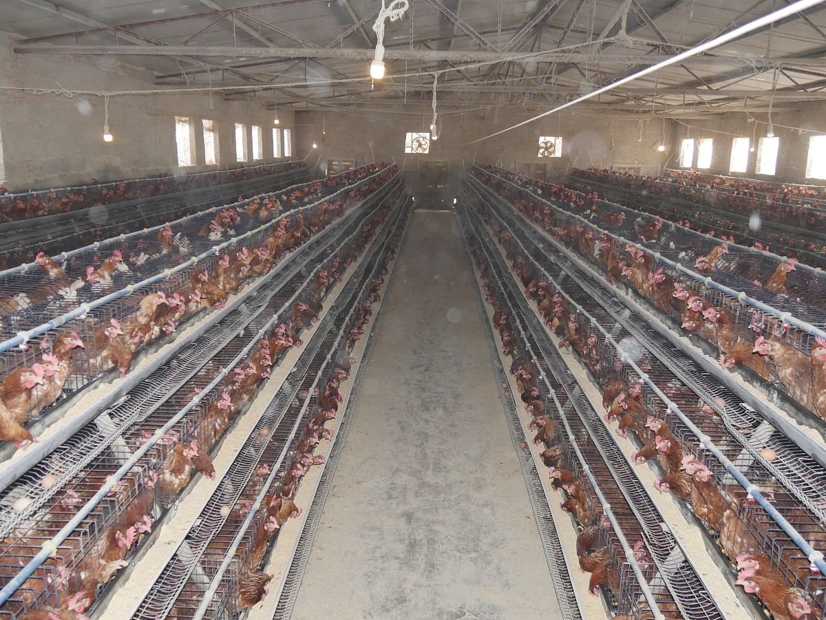 畜禽标识和养殖档案管理办法：加强监管，保障安全