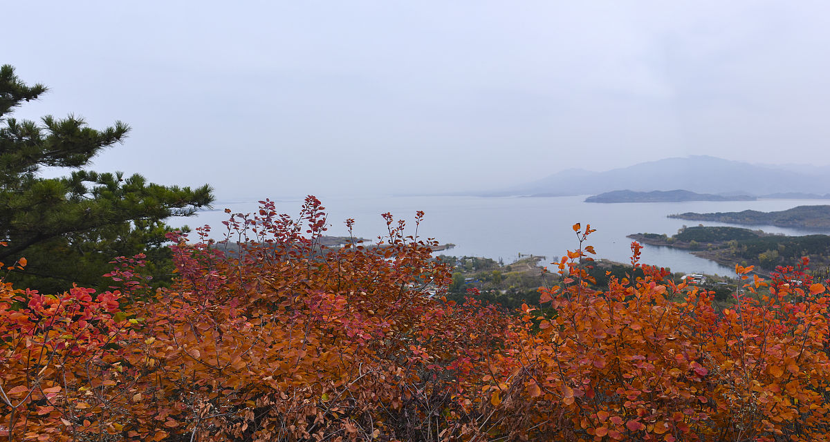 2019年11月2日,北京秋雨落落洒洒,密云水库地域黄栌红叶红似火,满山层