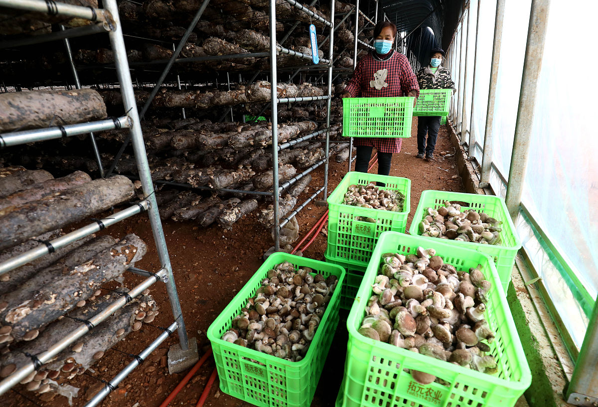 食用菌和家禽种养循环利用废弃物项目：环保效益与经济价值兼具
