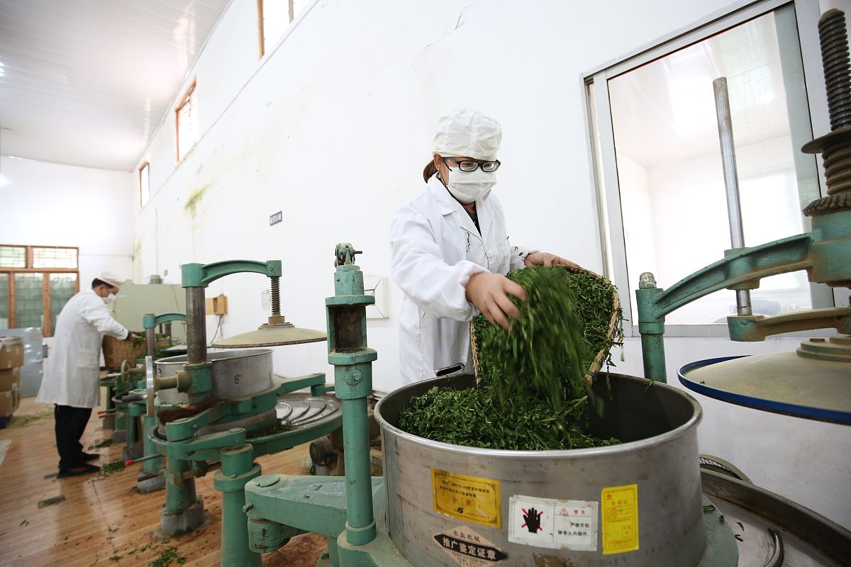 临沧技工学校茶叶生产与加工专业招生-开启你的茶香人生