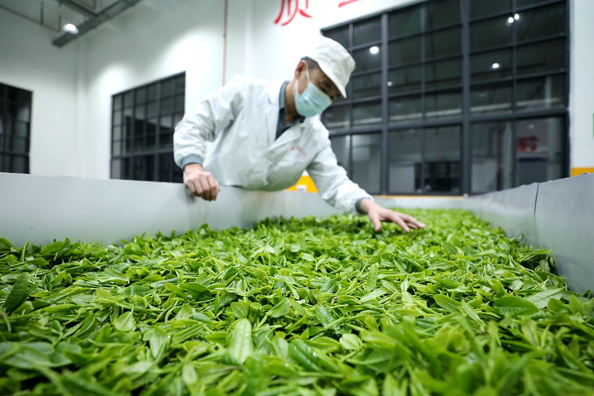 贵州省农业广播电视学校茶叶生产与加工专业就业方向及前景分析