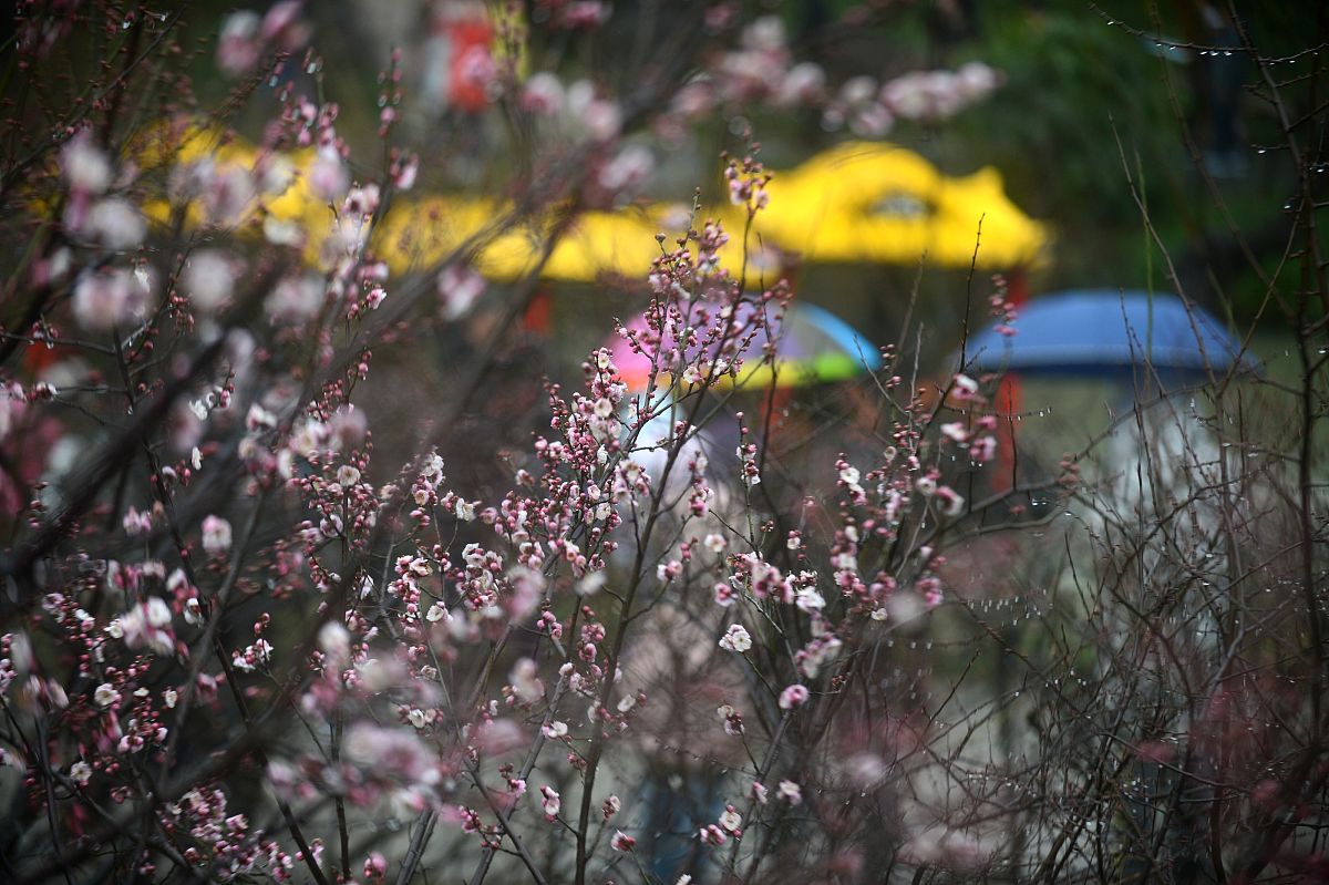 红尘飞舞：一首关于春意、人生和真情的诗