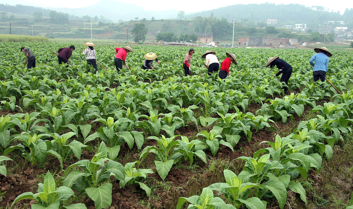 烟草栽培技术专科就业前景好不好？