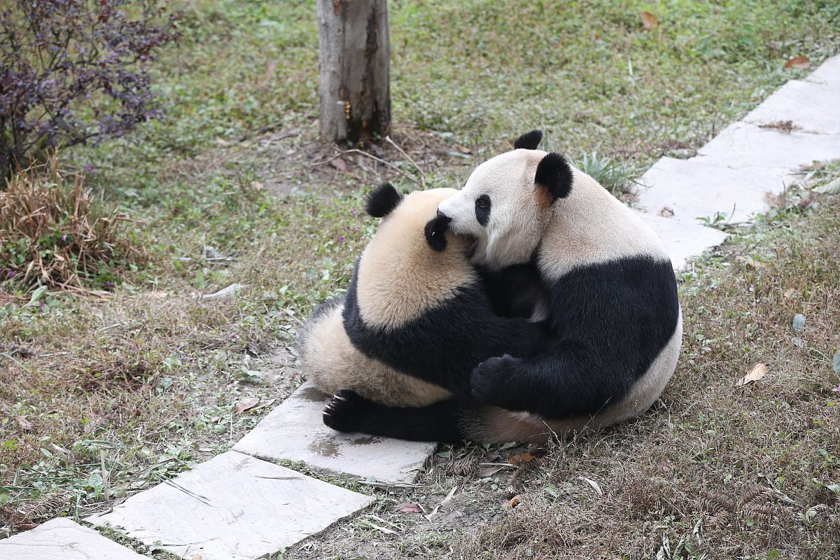 关于四川雅安水利施工总承包二级资质新办及转让多少钱字数