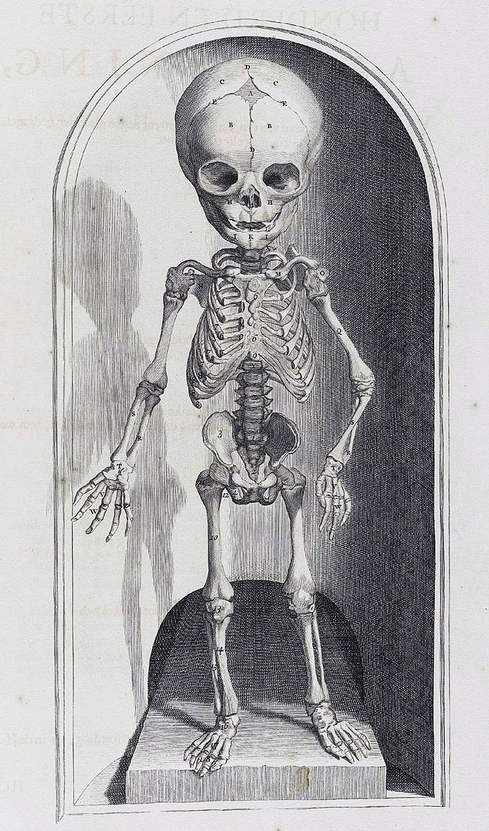illustrations by govard bidloo, from the anatomy textbook 'ontle