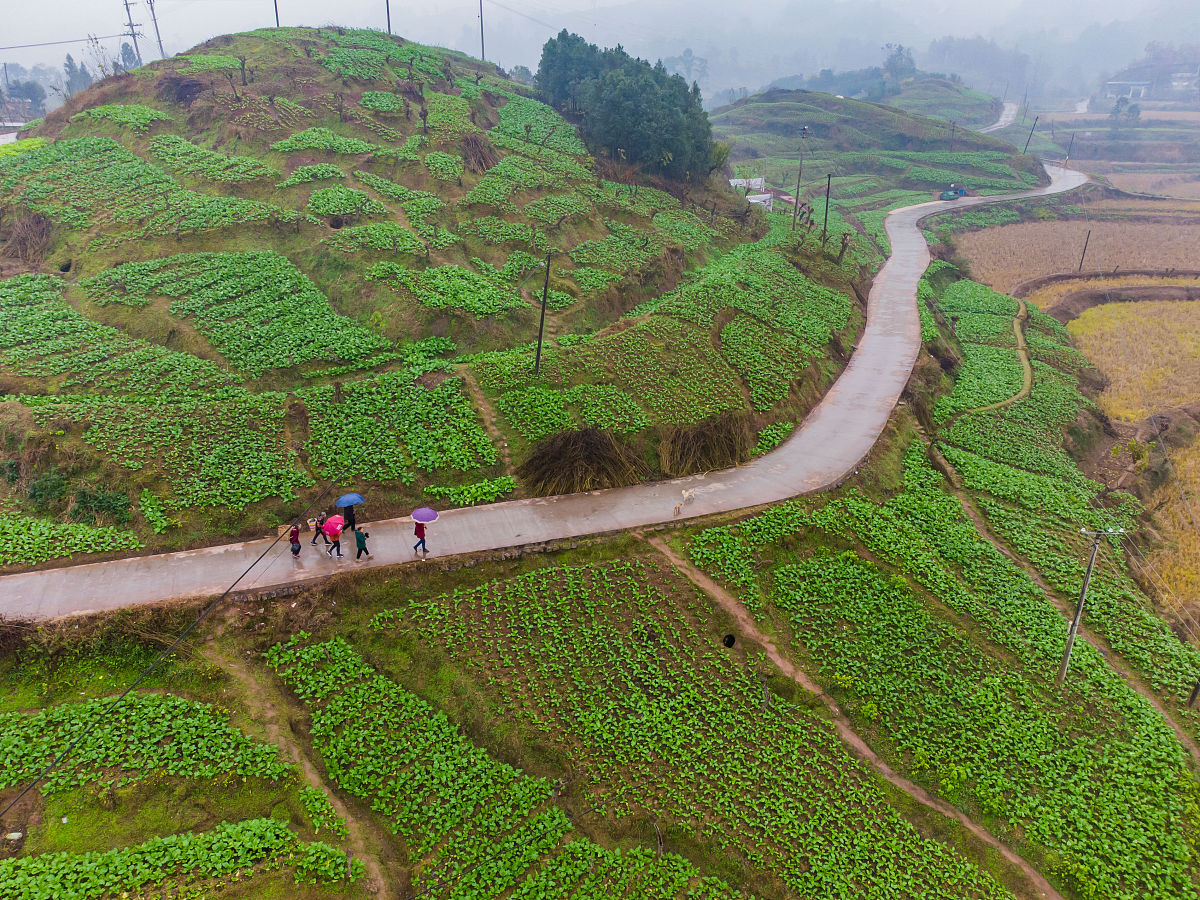 忠县善广乡可以种龙眼吗帮我用200字详细描述