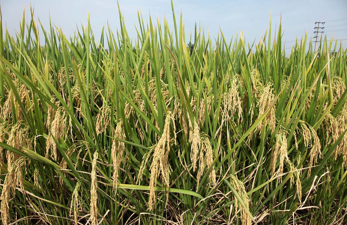 水稻品种编号有