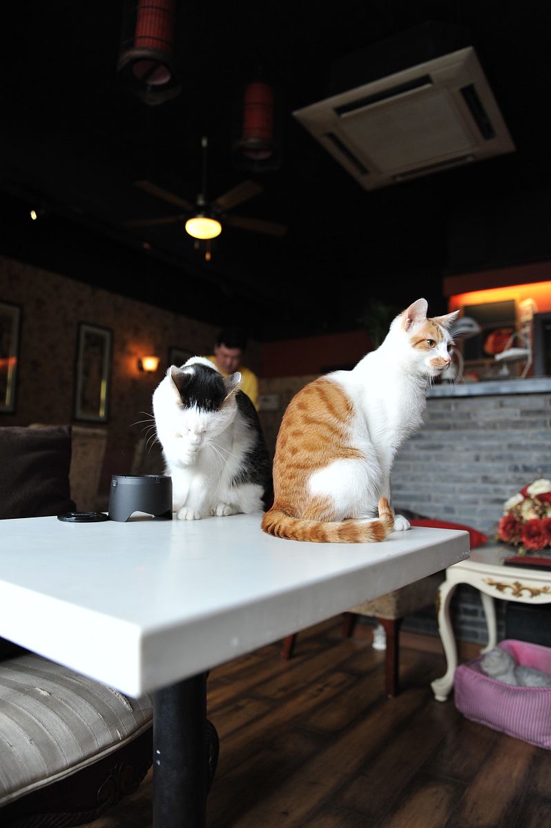 撸猫创业新模式：打造治愈系猫咖，开启你的创业之旅