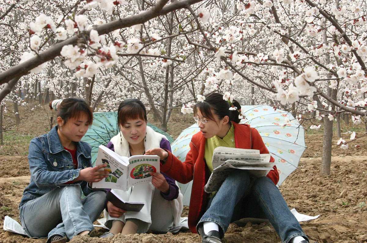 玉兰花下的学子：优美学习氛围的象征