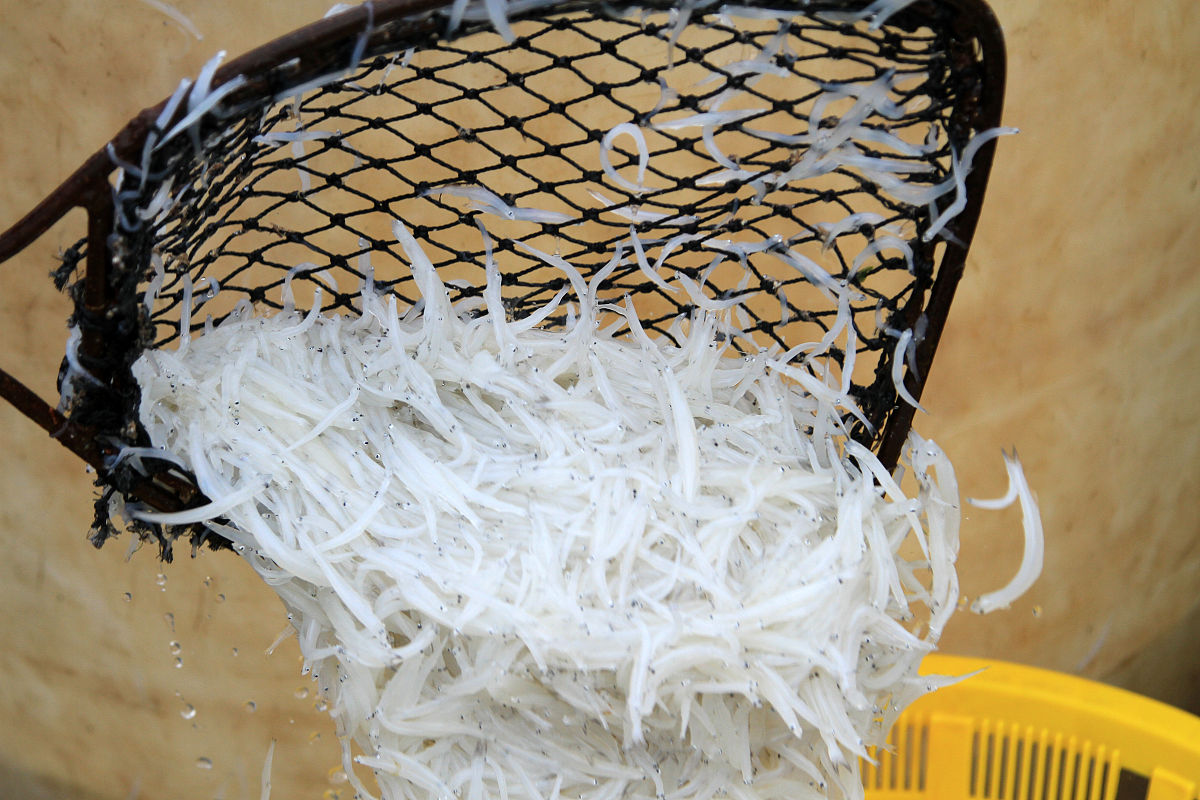 鄱阳湖银鱼：中国第一大淡水湖的特色美味