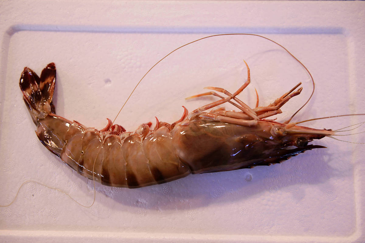 虾壳变色但无异味？如何判断虾是否新鲜？