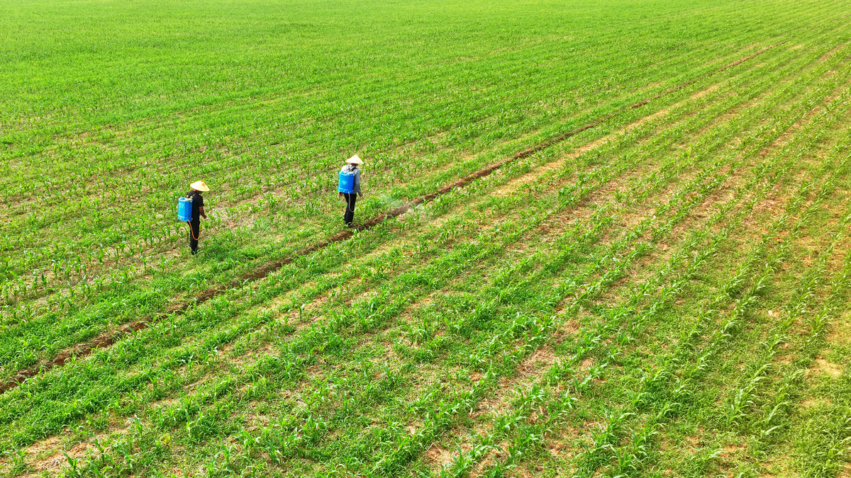 西安长安区小麦虫害防治：合理施肥的重要性