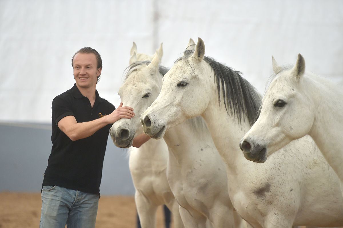 2018年2月7日,加拿大舞台秀《cavalia·舞马》在南京揭开神秘面纱,来