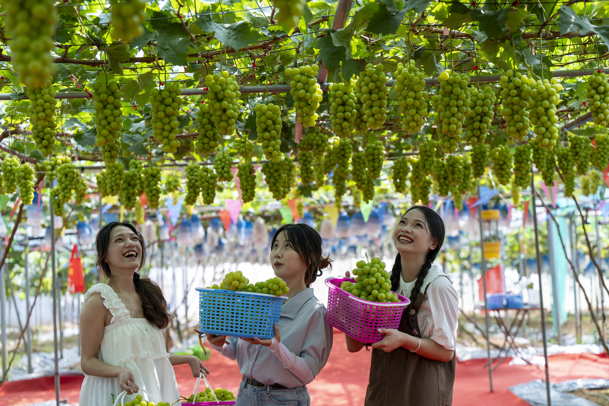 新型葡萄农产品产业成果展望
