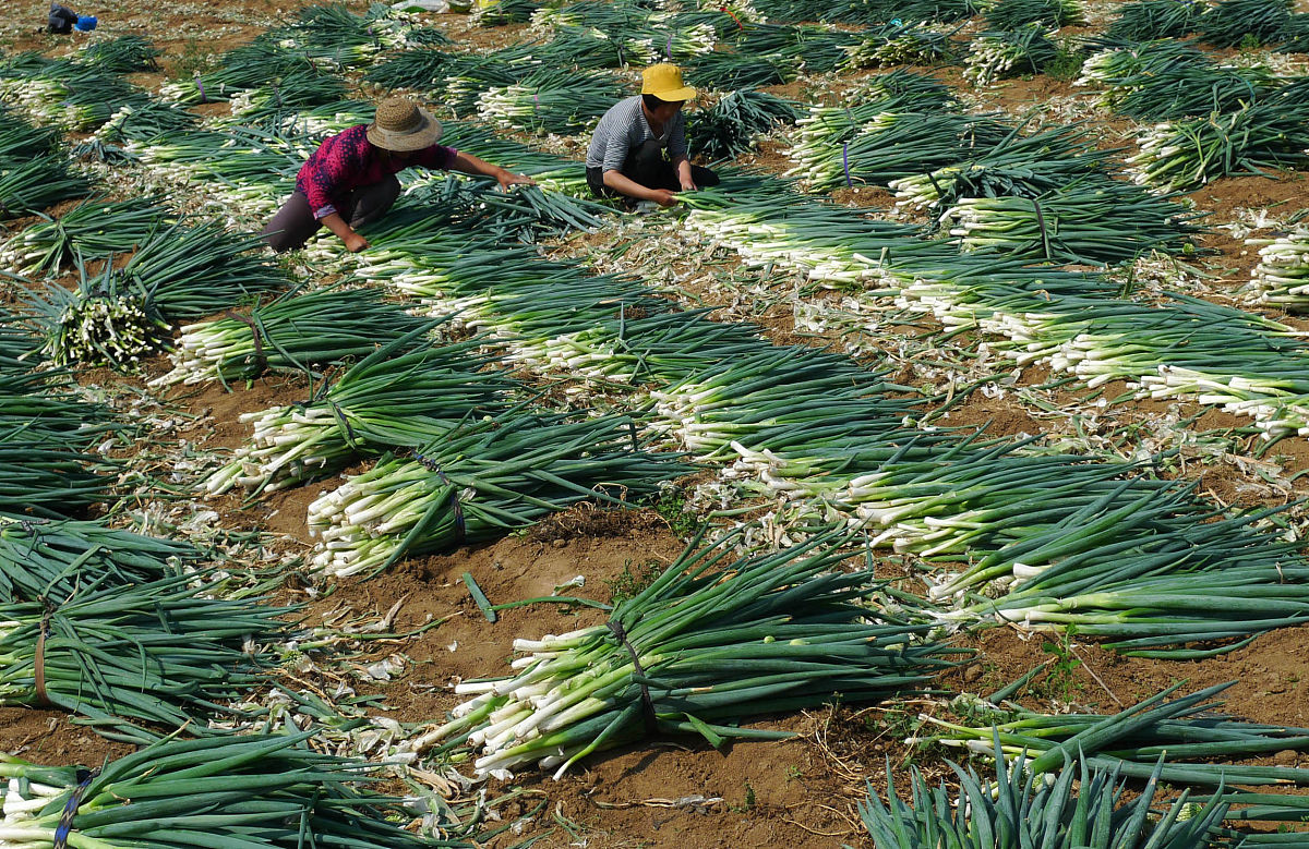 去年秋天的葱怎么储存