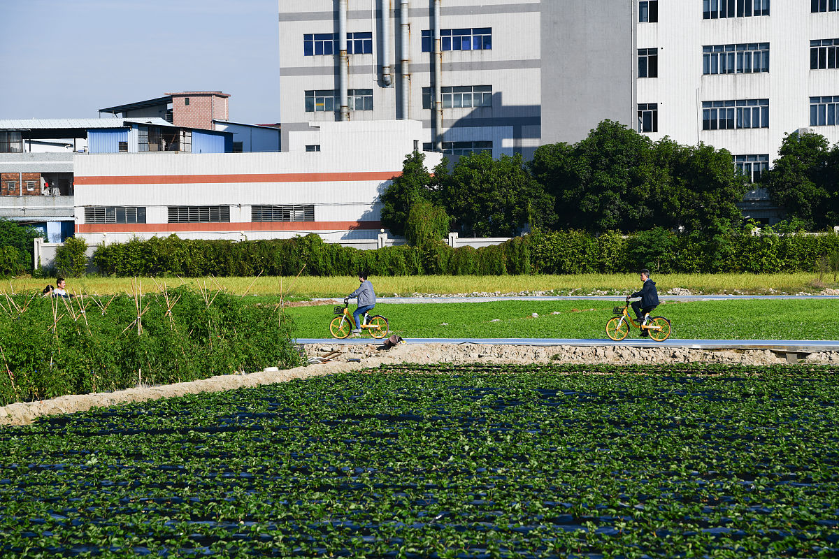林家铺子瘦狗业务：高品质银耳羹和果汁饮料的竞争战略