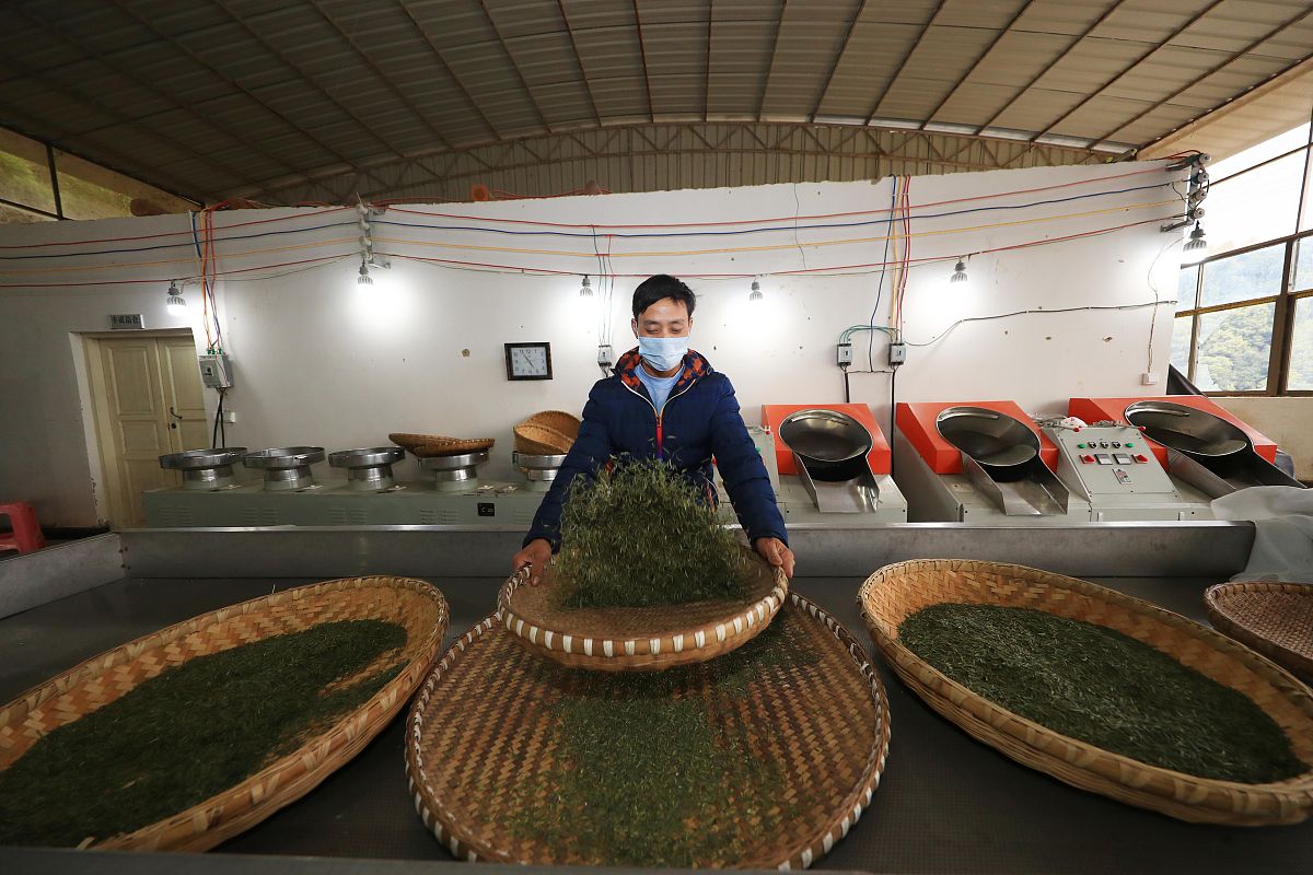 普洱生茶和普洱熟茶都属于后发酵茶吗？