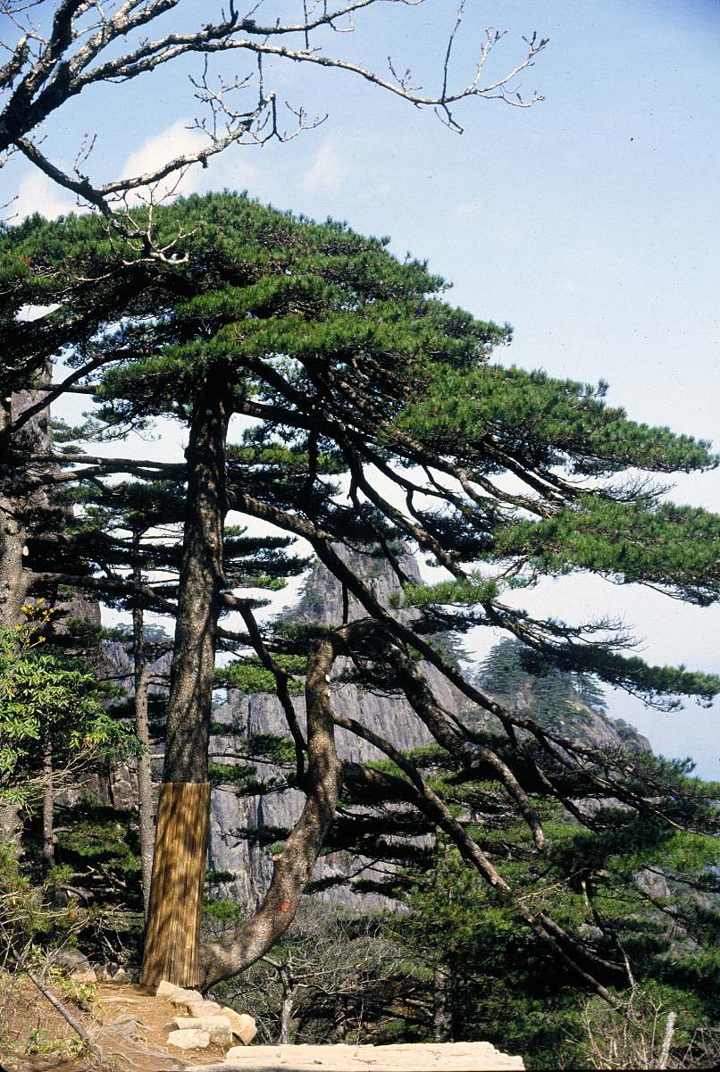 赞美松树的诗句：高贵、坚韧、美丽与意义