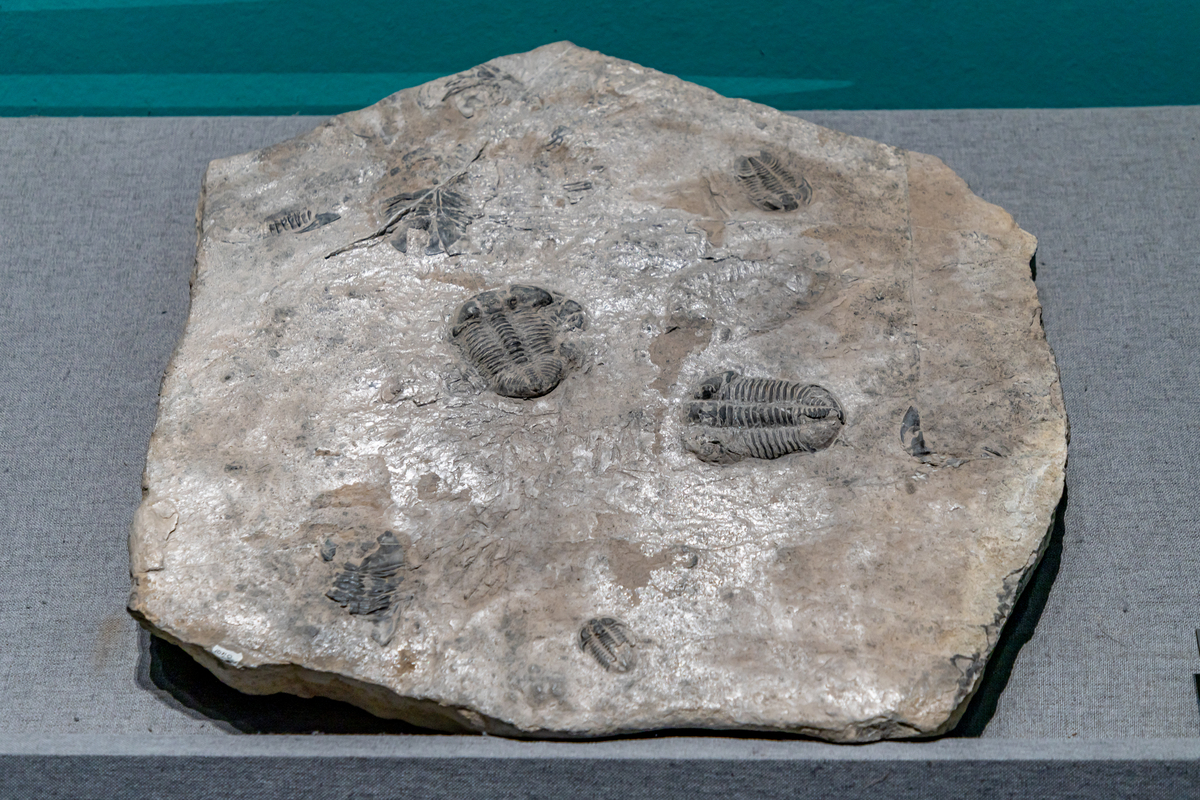 生物化石：揭秘生命演化与地球历史的宝藏