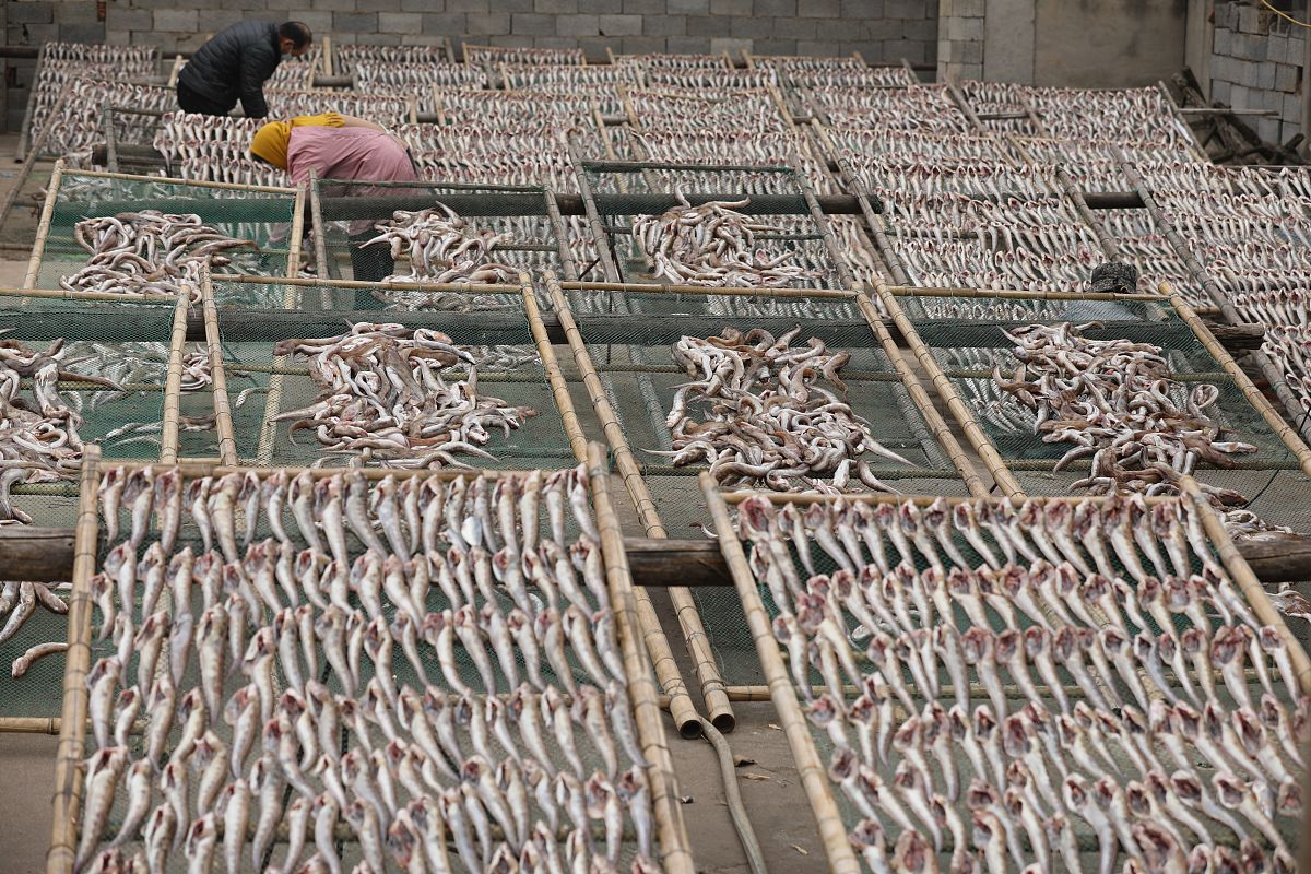 鳗鱼干加工自动化方案：从处理到包装全流程解析