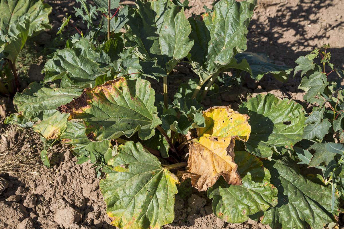 西瓜枯萎病：病因、症状和防治方法