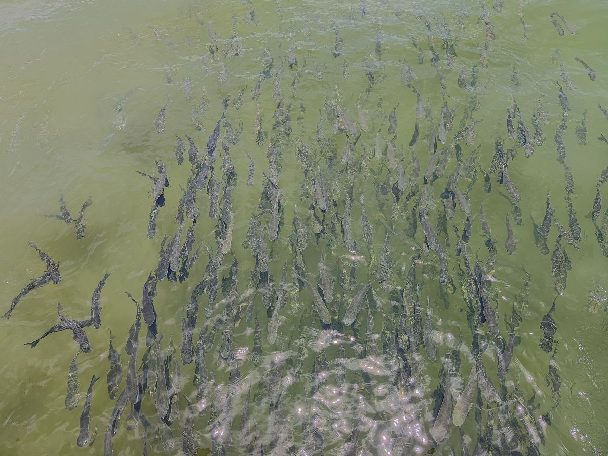 近岸网箱养殖面临哪些问题？