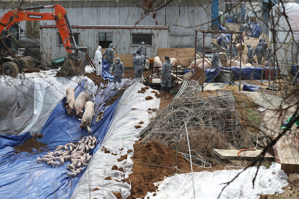 口蹄疫病毒致病机制及宿主免疫反应研究进展