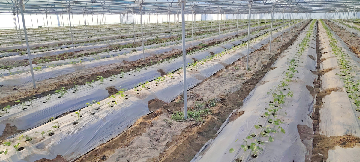 顺坡垄种植葡萄的优势与好处