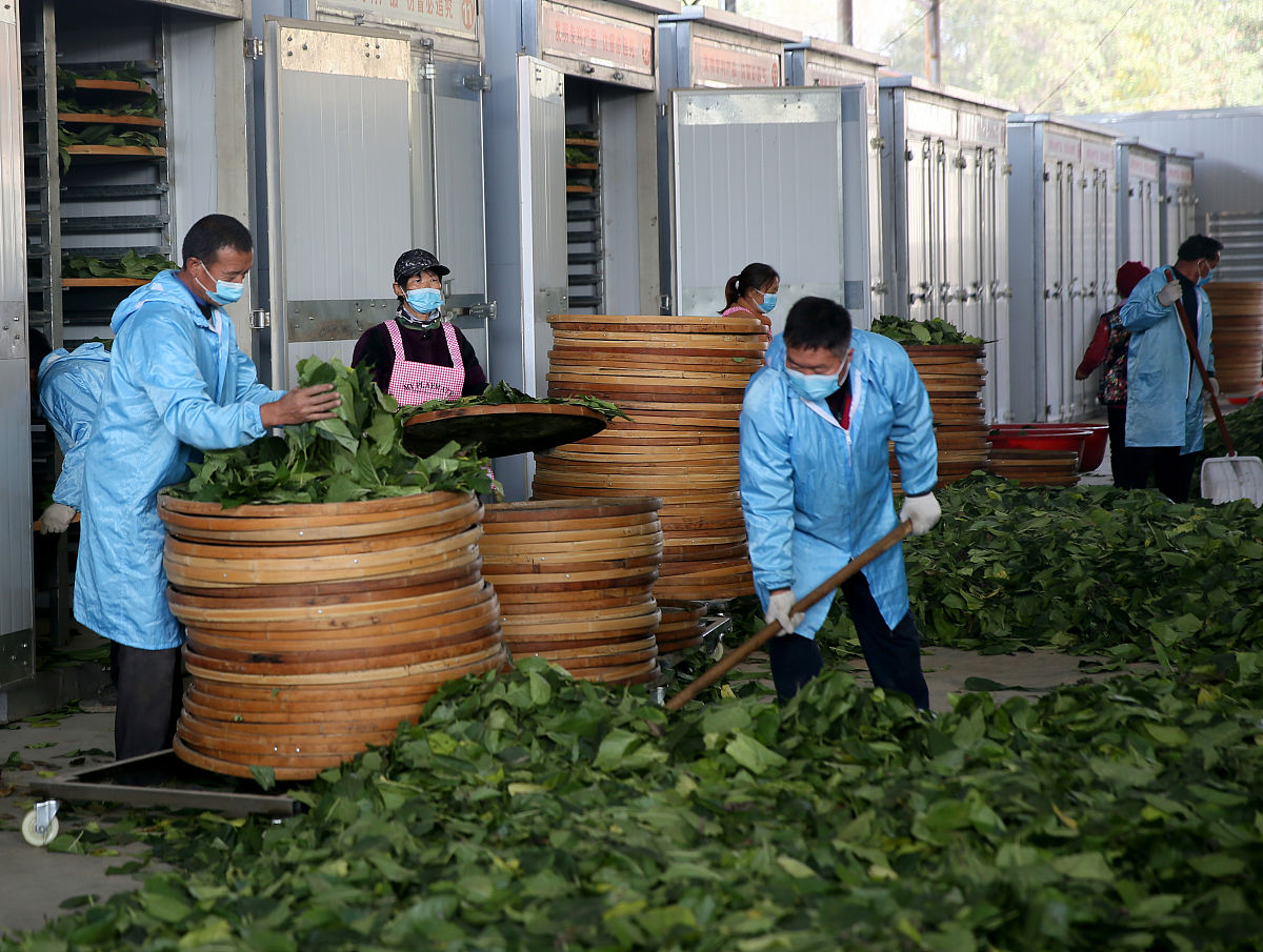 沿河县中等职业学校茶叶生产与加工专业就业方向：从茶企到茶文化传媒