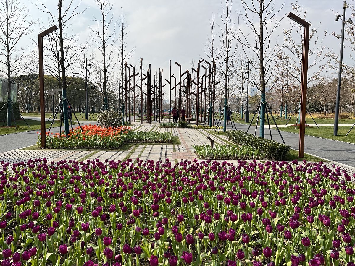 浅谈苏州市桐泾公园植物调查与分析论文写作大纲