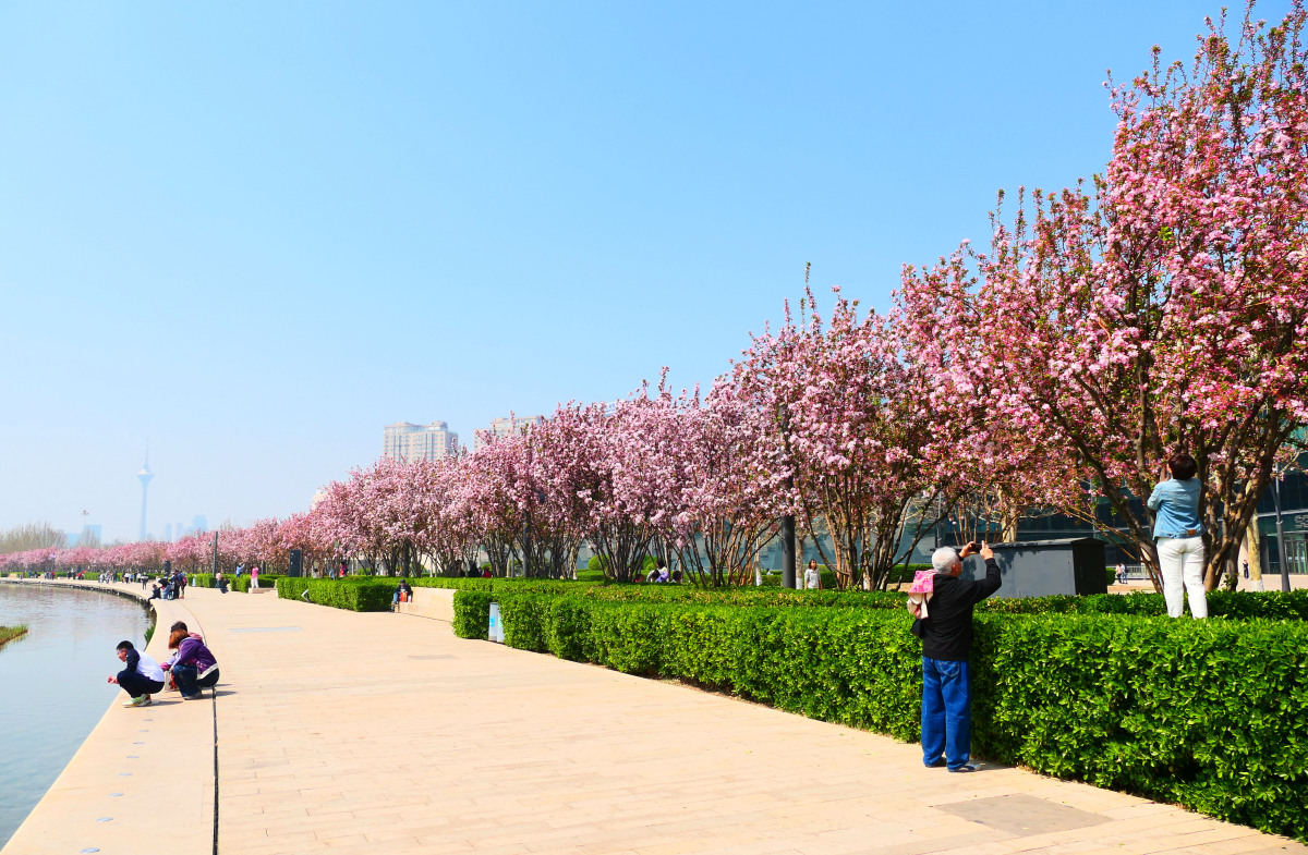 奔赴春天的旅行# 旅游博主探秘青岛:一春之美的无限寻觅