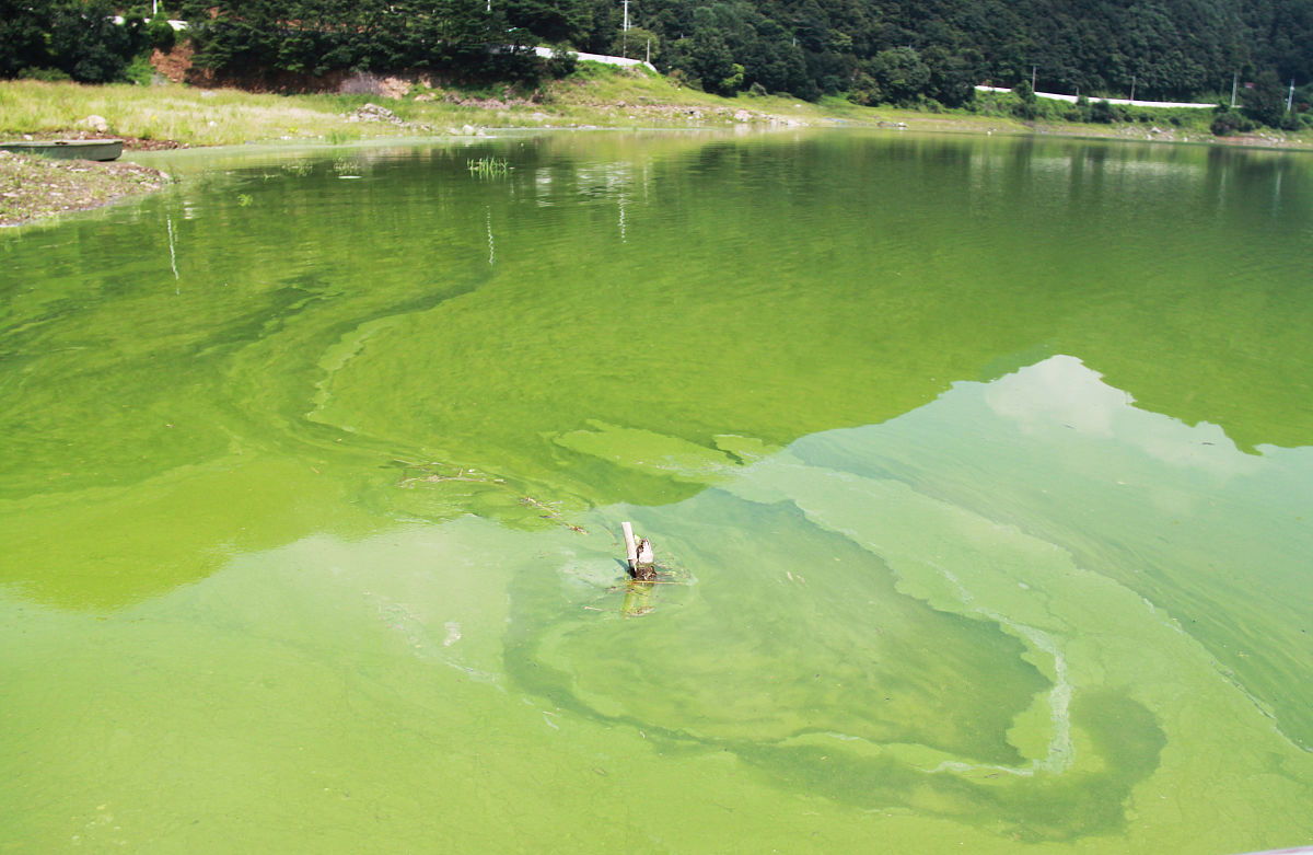 帮我写一个关于湖泊氮磷元素清洁器的创新创业论文