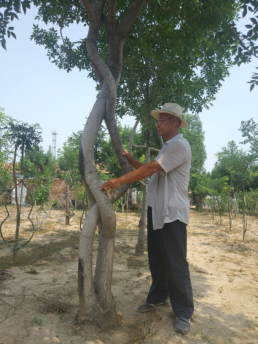 树形修剪对板栗生长与结果影响研究：意义、价值与前景