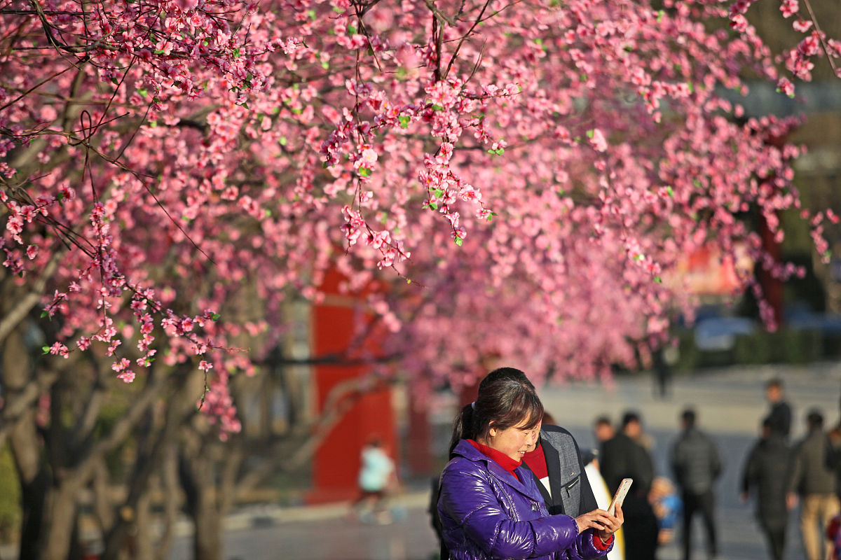 西安广仁寺花卉欣赏：荷花、梅花、桃花、紫藤、茶花