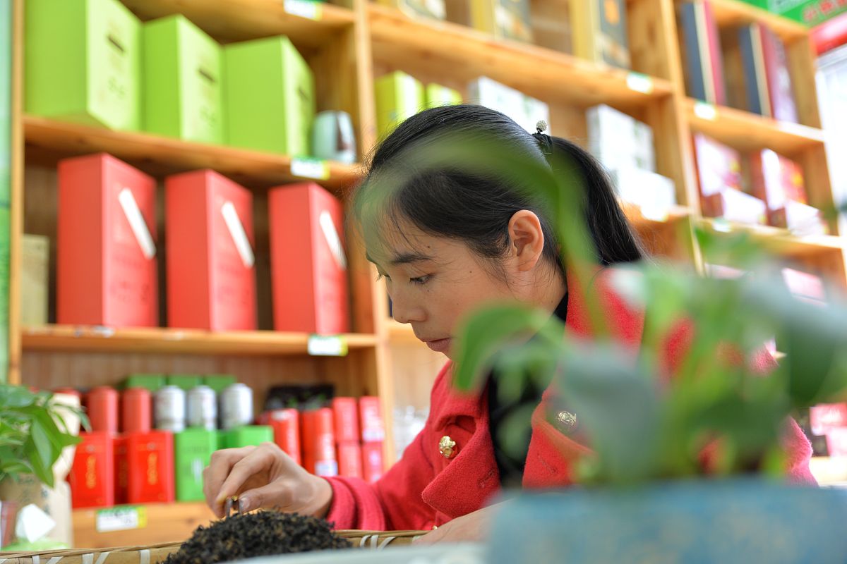 贵州盛华职业学院茶叶生产与加工技术专业怎么样都要学些什么内容