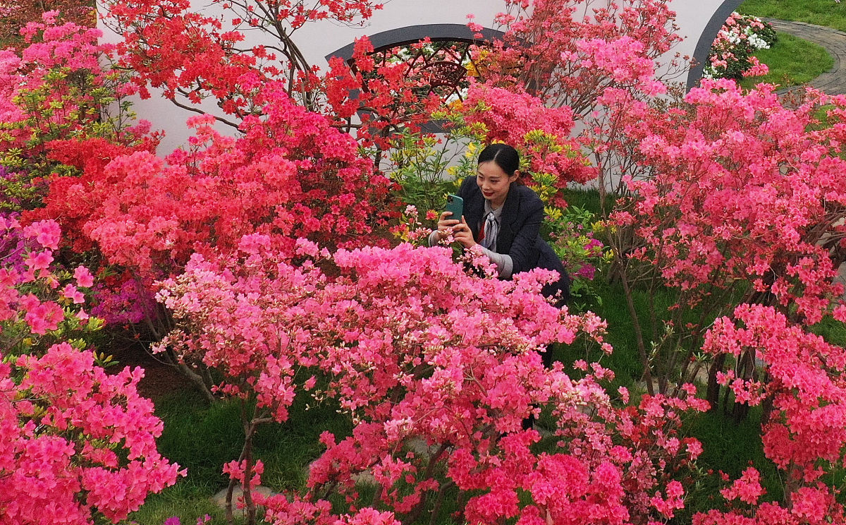 园林部门关于举办杜鹃花修剪技术培训的通知