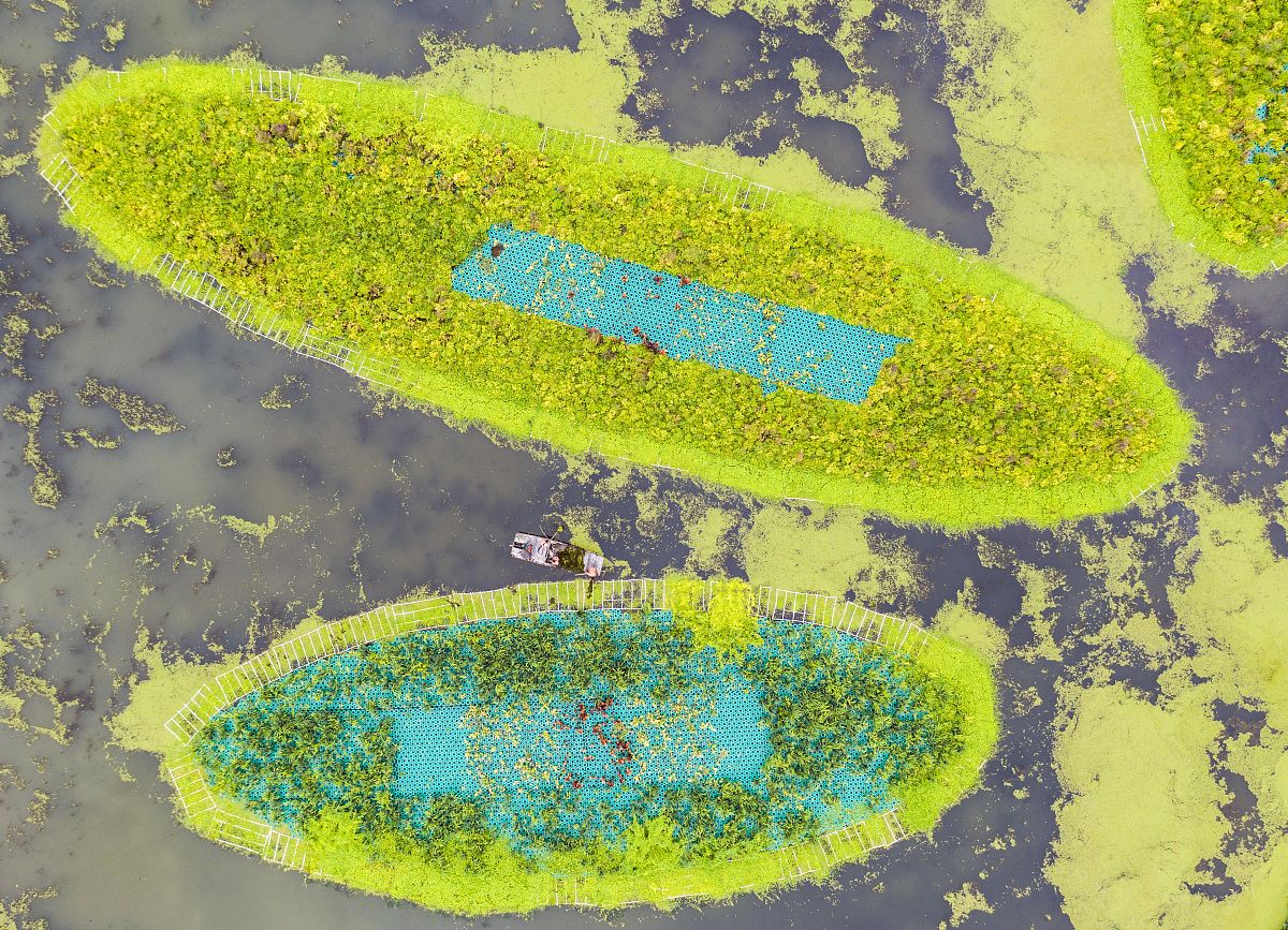 焯香椿的水能放凉后能浇龙须树吗