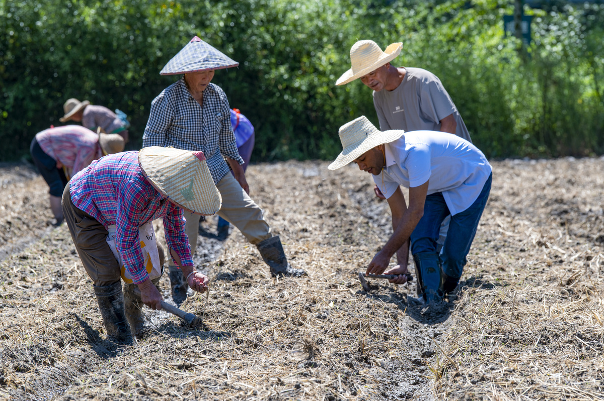 跟随农民叔叔干体力活的感受