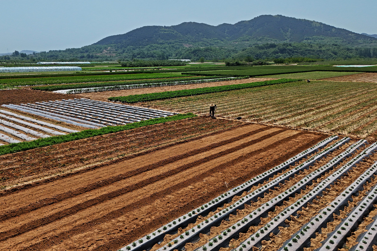 分析乡村振兴战略下周至县农村土地流转存在土地要素的活力不足流转水平不高问题自行添加数据分析不少于500字。