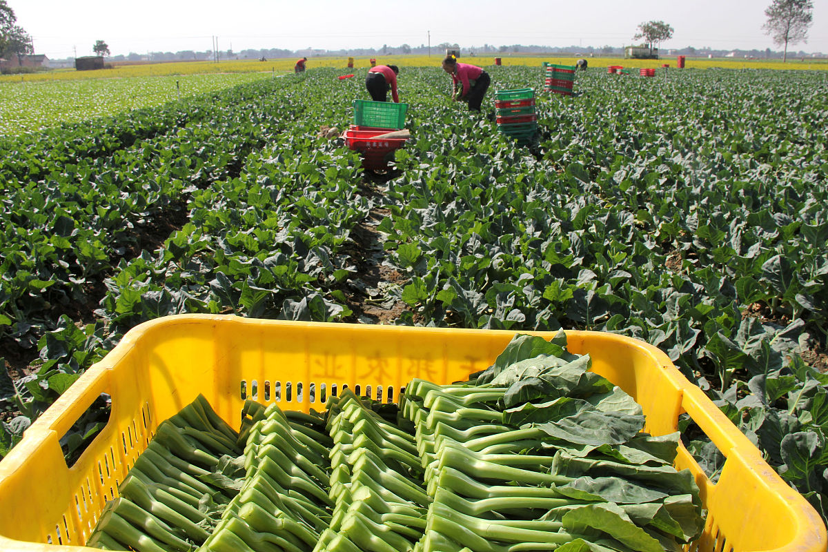 农民蔬菜专业合作社运行机制解析：如何实现互利共赢？