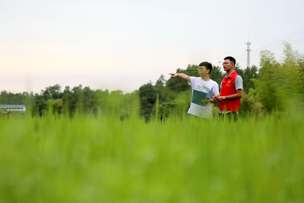 水稻生育期及生长情况调查揭示丰收前景 - 20XX年X月X日