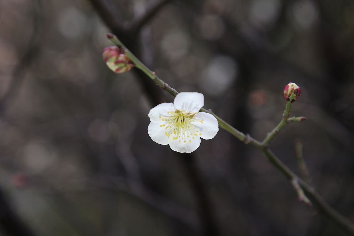石家庄协和医学院2019年招生简章