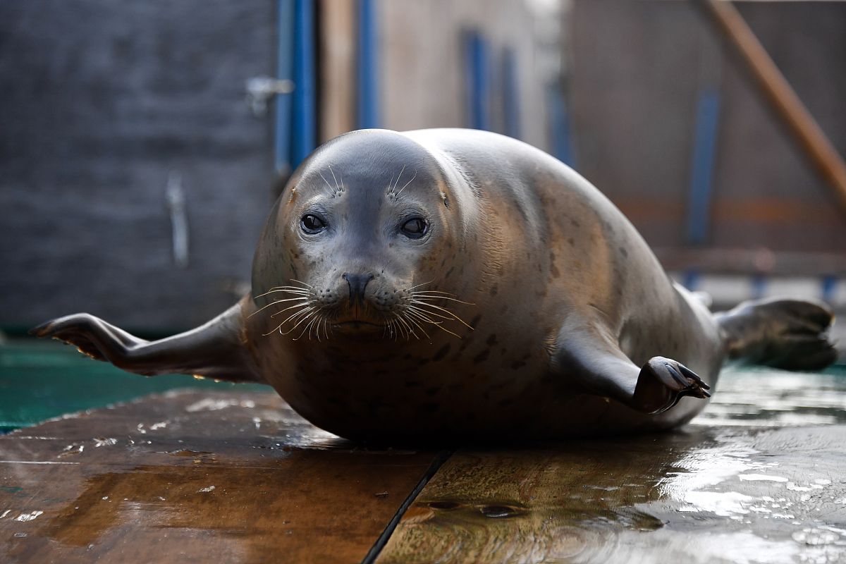 当地时间2019年10月31日,俄罗斯primorsky水族馆,海豹在水族馆接受培