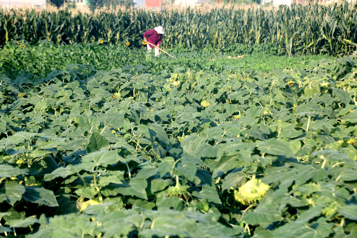 板栗南瓜种植指南：从选种到施肥浇水，轻松收获美味