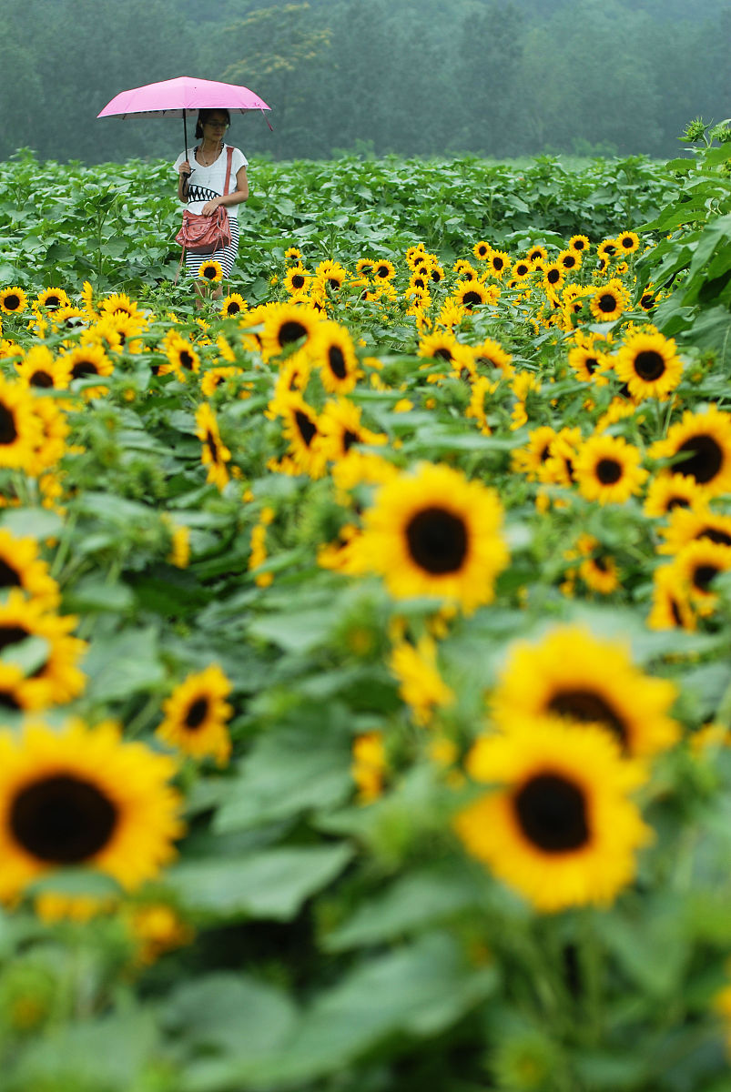 Thus I have been allowed to gain access to their living environment．翻译成中文