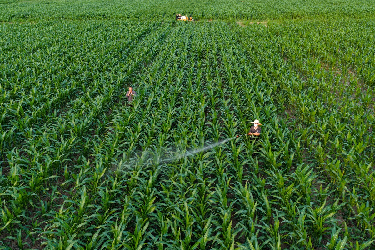 玉米、甘蔗管理实践总结：农学生产实习经验分享